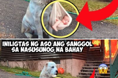 BINITBIT NG ASO ANG SANGGOL SA NASUSUNOG NA BAHAY, MAGUGULAT KA SA SUMUNOD NA NANGYARI