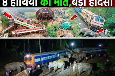 Assam Train Tragedy: Eight Elephants Killed After Rajdhani Express Collision Shocks India