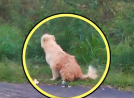 4 NA TAON NG HINIHINTAY NG ASO SA KANYANG AMO SA GILID NG KALSADA NAKA2GULAT ANG SUMUNOD NA NANGYARI