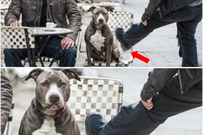 Malupit na Biker Sinipa ang Isang Aso, Hindi Alam na si Keanu Reeves ang Tunay na Amo Nito