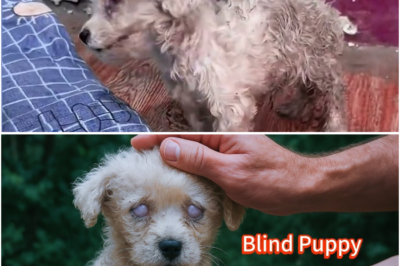 Bulag na Tuta Kumakain ng Bato Para Mabuhay, Ang Sumunod na Nangyari’y Nagpaalala ng Tunay na Kabutihan