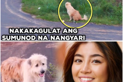 Aso, Apat na Taon Nang Naghihintay sa Gilid ng Kalsada—Nang Dumating ang Araw na Inaabangan Niya, Lahat ay Napaluha