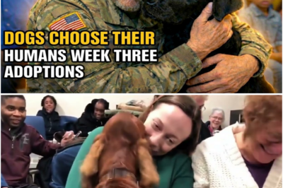 Disyembre ng Pag-asa: Kapag ang mga Aso ang Pumipili ng Kanilang Habambuhay na Tao