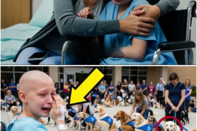 Ang Huling Hiling ng Anak Ko: Mga Therapy Dog—Hindi Ko Inakalang Babaguhin Nito ang Lahat