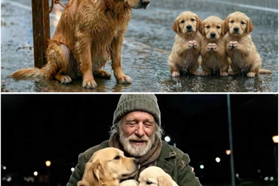 Isang Mabuting Lalaki ang Sumagip sa Inabandunang Inang Aso at mga Tuta—Ang Nangyari ay Tatagos sa Puso Mo