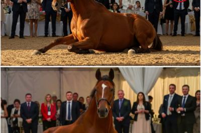 Tinanggihang Kabayo sa Auction Binili ng Isang Binata—Ang Sumunod na Nangyari ay Nagpaiyak sa Lahat