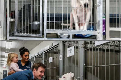 Sa Huling Araw Niya sa Shelter, Ginawa ng Asong Ito ang Walang Inaasahan ng Lahat