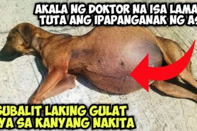 INAKALA NG DOKTOR NA ISA LAMANG TUTA ANG IPAPANGANAK NG ASO, LAKING GULAT NIYA SA KANYANG NATUKLASAN