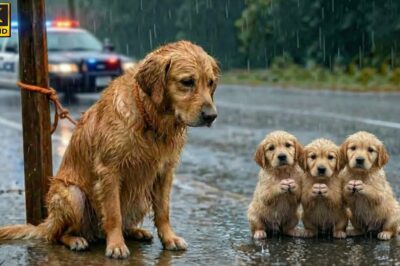 SINO ANG WALANG PUSONG GUMAWA NITO SA KANILA?! TINAPON NA PARANG BASURA ANG ISANG INANG ASO AT ANG KANYANG MGA TUTANG NANGHIHINA!